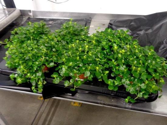 В Смоленской области предотвратили ввоз зараженных трипсом растений