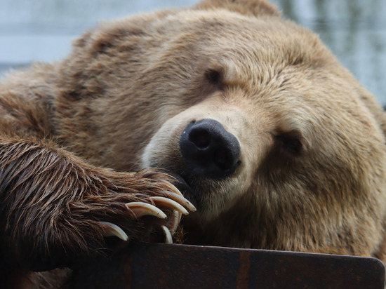 Медведя Волосовского зоопарка проводили в спячку
