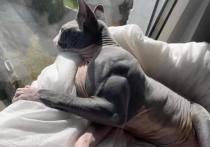 В западных социальных сетях большую популярность приобрел серый кот породы сфинкс, который выглядит как самый настоящий качок из спортзала благодаря рельефным мышцам, сообщает Daily Star