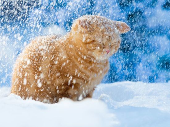 Снегопады ожидаются в Новгородской области во вторник