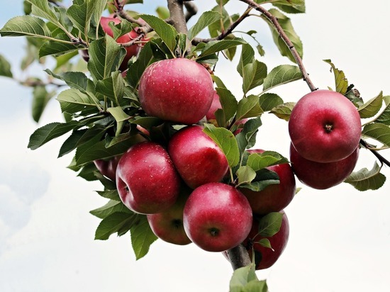 Бактериальный ожог поразил яблони в Тульской области