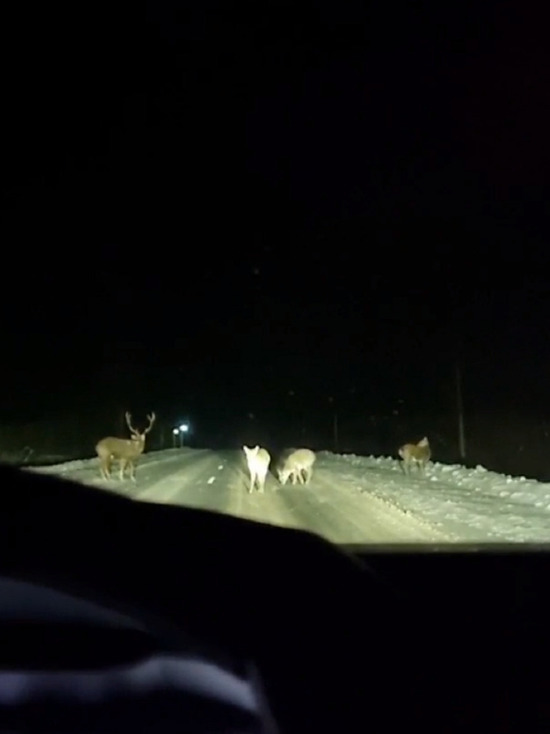Несколько оленей не хотели уходить с дороги в Тверской области