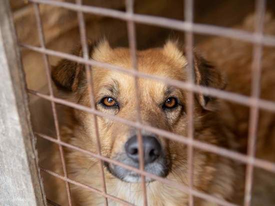 Право на жизнь: власти Медвежьегорска выселяют приют для собак