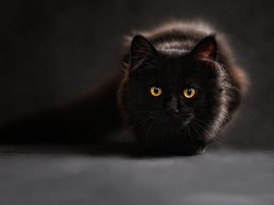 Кузбассовец продаёт кота – охотника на призраков за 1 200 000 рублей