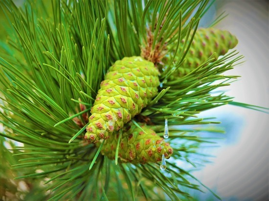 10 тысяч хвойных саженцев попадут на рынки ДНР