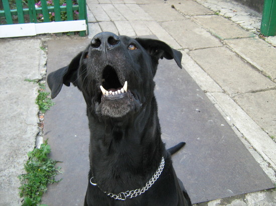 Агрессивная собака в Донецке терроризировала прохожих