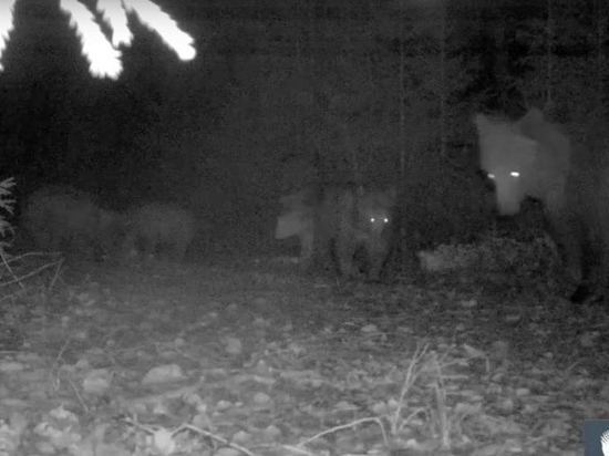 Медведи в Нижне-Свирском заповеднике позировали перед камерой фотоловошки и ушли спать до весны