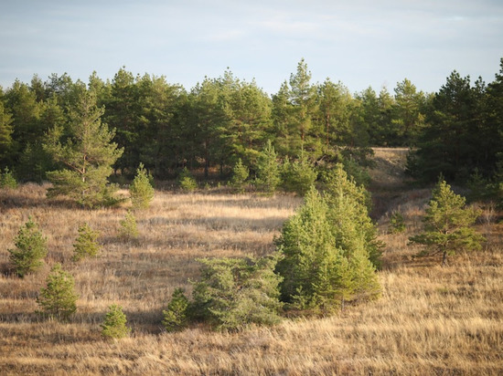 В Волгограде установили границы лесопаркового зеленого пояса