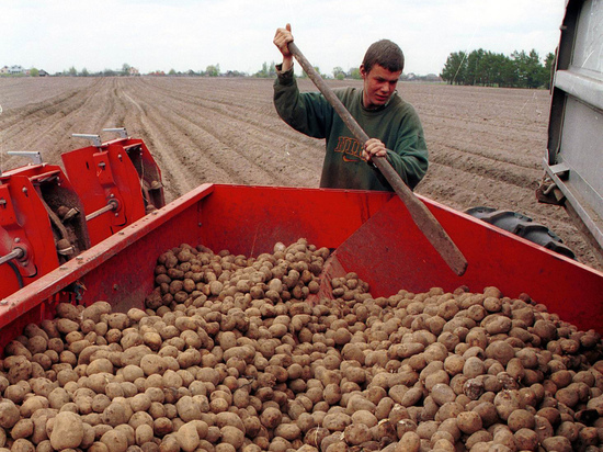 Российский картофель станет дефицитом: что кроется за новыми страшилками аграриев
