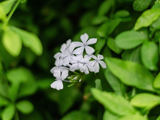 В оранжереях Донецкого ботсада распустился плюмбаго