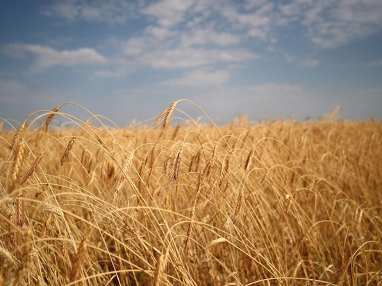 В Волгоградской области собрали 4,1 млн тонн зерновых культур