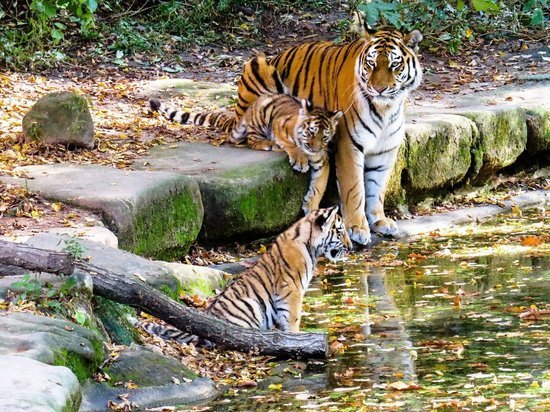 Названы знаки зодиака, которым Водяной Тигр подарит детей в 2022 году