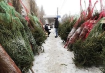 15 декабря в Белгородской области заработают елочные базары