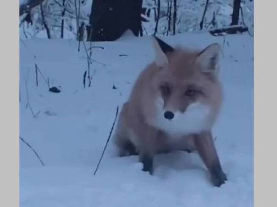 На трассе под Брянском сняли на видео лису