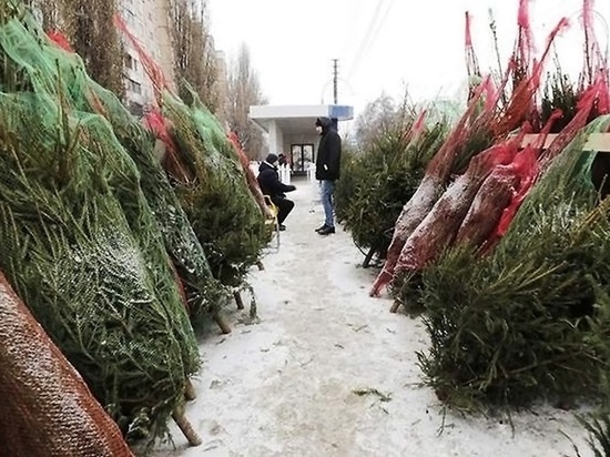 Елочные базары в Белгородской области откроются 15 декабря