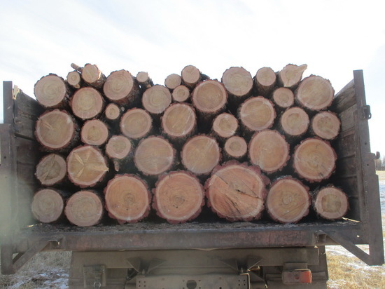 В Бурятии «черные» лесорубы спилили деревья на 200 с лишним тысяч рублей