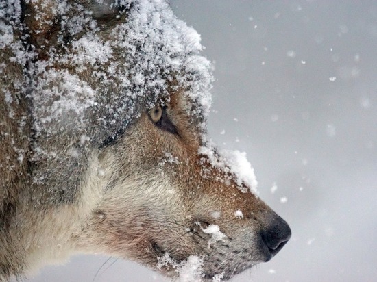 В Костомукше за месяц убили трёх волков