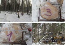 В Чаинском районе Томской области сотрудники полиции задержали подозреваемого в незаконной рубке лесных насаждений.