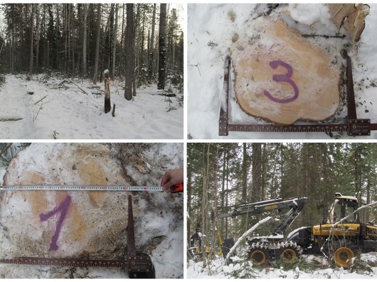В Томской области задержан орудовавший Иксинском урочище черный лесоруб