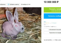 На сайте объявлений в Белгороде продают 6-недельного кролика за 10 млн рублей