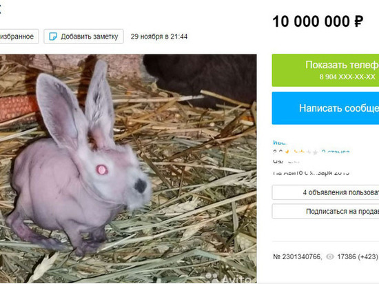 В Белгороде продают лысого кролика за 10 млн рублей
