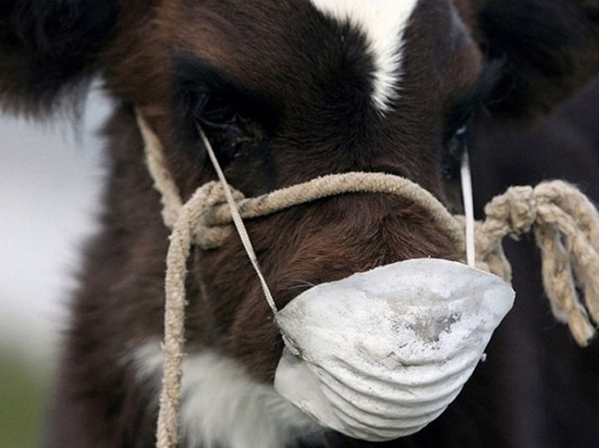 Опасная болезнь коров может появиться в Серпухове
