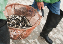 Житель Краснодара закупал частиковую рыбу у местных рыбодобывающих предприятий