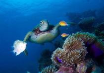Исследования показывают, что рифы от Сейшельских островов до Южной Африки могут исчезнуть из-за глобального потепления и перелова рыбы
