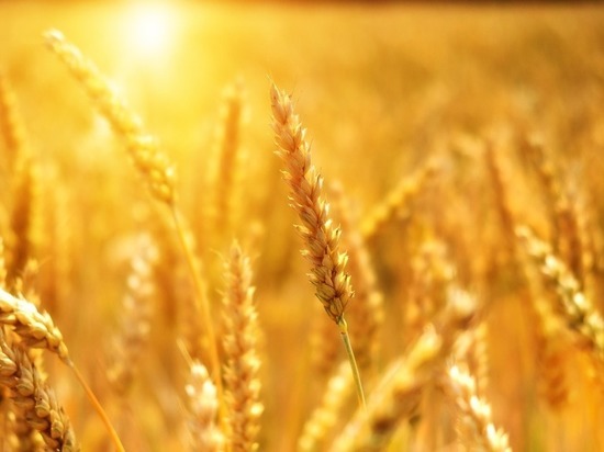 «Хорошие результаты»: алтайские аграрии намолотили 5,9 млн тонн зерна в 2021 году