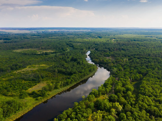 В Волгоградской области начали рейды по предотвращению вырубки лесов