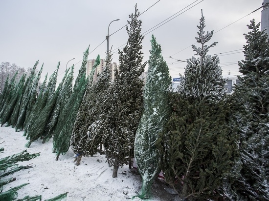 Новогодние елки начали продавать в Омске