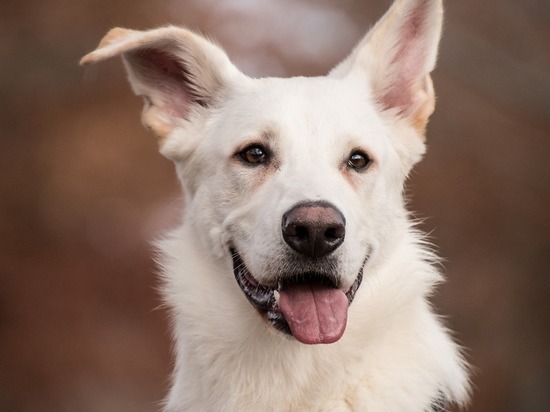 Кемеровчанка пострадала от нападения бездомной белой собаки