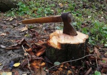 Жителя Вейделевского района Белгородской области подозревают в незаконной рубке деревьев на территории лесопосадки