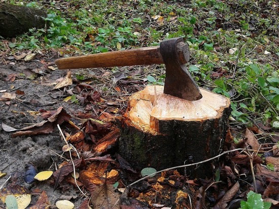 Белгородцу грозит до четырех лет лишения свободы за спиленные деревья