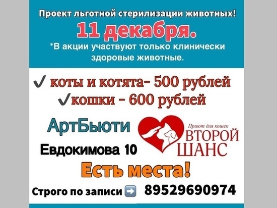 Брянцев пригласили стерилизовать кошек по льготной цене