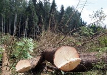 Японская компания Iida Group Holdings выкупит 75% акций лесопромышленного холдинга RFP Group