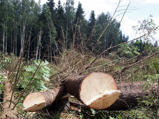 Японцы приобрели право на вырубку миллионов гектаров российского леса