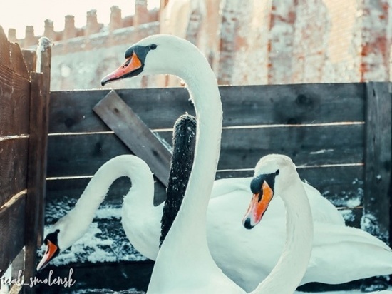 В Смоленске лебеди парковые лебеди отправились на зимние квартиры