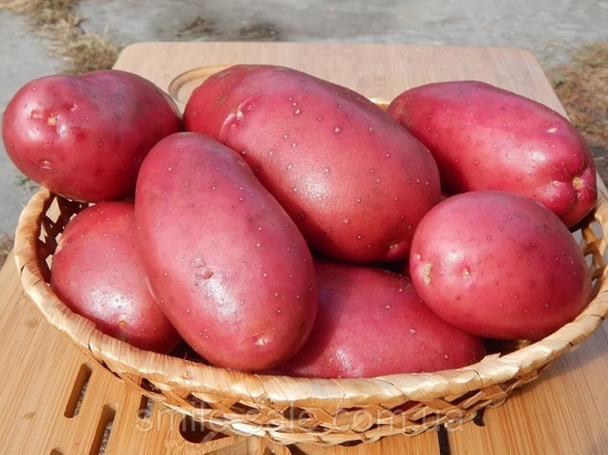 В Костромской области подыскивают участки для разведения элитного семенного картофеля