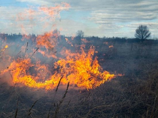 Прокуратура организовала проверку по факту массового сжигания трупов животных в Озерском районе