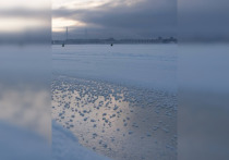 В Петербурге продолжают происходить чудеса погоды: после температурного рекорда на Финском заливе распустились «арктические цветы»