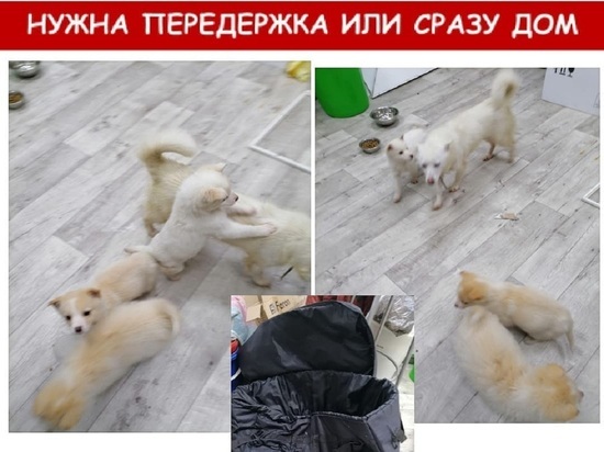 Одного из выброшенных в сумке на мороз щенков пристроили в добрые руки волонтеры Ноябрьска
