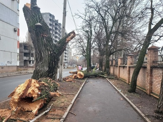 В Донецке упавшее на тротуар дерево подвергло опасности пешеходов