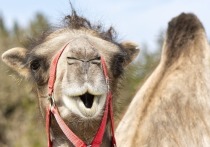 Организаторы конкурса красоты среди верблюдов, проводимого в Саудовской Аравии, дисквалифицировали 43 животных из-за применения ботокса и пластической хирургии