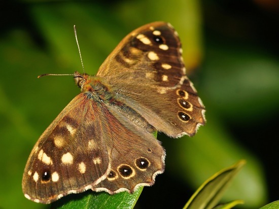 Глобальное потепление дает приют новым животным в Московской области