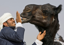 На конкурсе красоты верблюдов в Саудовской Аравии разгорелся скандал
