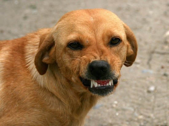 Полиция и Следственный комитет разбираются с кусачей собакой в Томске