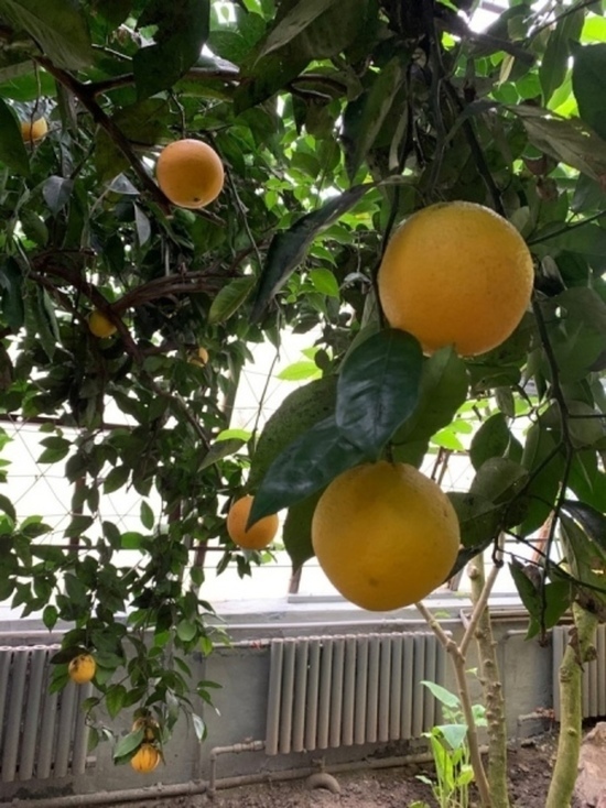 В городе Обояни Курской области поспел урожай мандаринов, апельсинов и лимонов