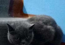 Житель города Назарово Красноярского края избил кота за то, что тот громко мяукал