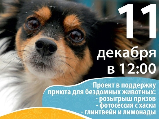 Барнаульцев приглашают помочь бездомным животным и поучаствовать в розыгрыше призов